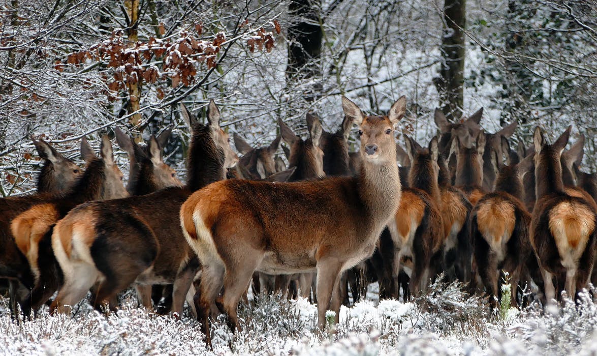 Zderzenie z jeleniem, dzikiem lub sarną – Odszkodowanie